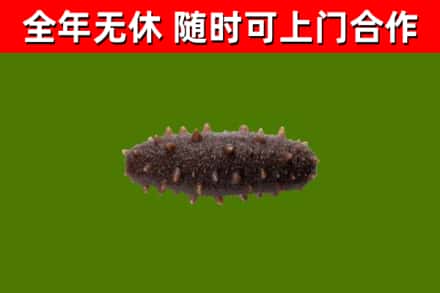 绥棱县烟酒回收干海参.jpg